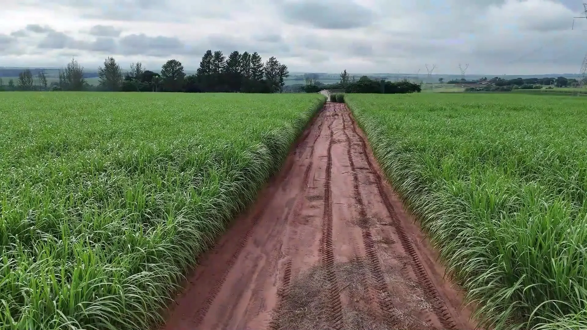 Canavial verde ao lado de uma área de vegetação na Beggio Lorenzo Agropecuária